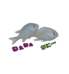 ルリスズメダイ/コバルト/デバ/シリキ（個別スタンプ：1）