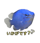 ルリスズメダイ/コバルト/デバ/シリキ（個別スタンプ：2）