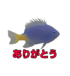 ルリスズメダイ/コバルト/デバ/シリキ（個別スタンプ：5）