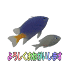 ルリスズメダイ/コバルト/デバ/シリキ（個別スタンプ：8）