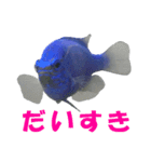 ルリスズメダイ/コバルト/デバ/シリキ（個別スタンプ：9）