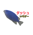 ルリスズメダイ/コバルト/デバ/シリキ（個別スタンプ：10）