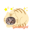 velieved with cat（個別スタンプ：3）