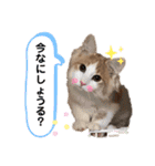 レオくんだよ！（個別スタンプ：15）
