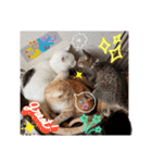 猫(=^ェ^=)ファミリー（個別スタンプ：1）