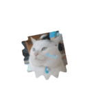 猫(=^ェ^=)ファミリー（個別スタンプ：2）