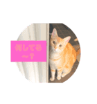 猫(=^ェ^=)ファミリー（個別スタンプ：3）
