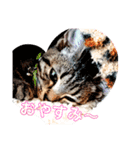 猫(=^ェ^=)ファミリー（個別スタンプ：4）
