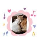 猫(=^ェ^=)ファミリー（個別スタンプ：6）