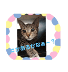 猫(=^ェ^=)ファミリー（個別スタンプ：8）