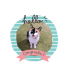 三毛猫さくら310（個別スタンプ：1）