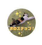三毛猫さくら310（個別スタンプ：2）