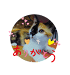 三毛猫さくら310（個別スタンプ：3）