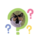 三毛猫さくら310（個別スタンプ：4）