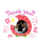 三毛猫さくら310（個別スタンプ：6）