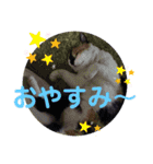 三毛猫さくら310（個別スタンプ：8）