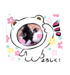 三毛猫さくら310（個別スタンプ：9）