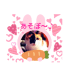 三毛猫さくら310（個別スタンプ：11）
