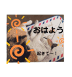 三毛猫さくら310（個別スタンプ：12）