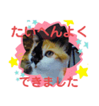 三毛猫さくら310（個別スタンプ：13）