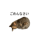 オシキャット「むぎ」その2（個別スタンプ：1）