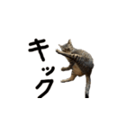 オシキャット「むぎ」その2（個別スタンプ：4）