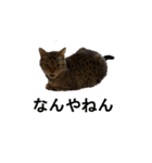 オシキャット「むぎ」その2（個別スタンプ：8）