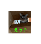 オシキャット「むぎ」その2（個別スタンプ：10）