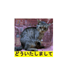 オシキャット「むぎ」その2（個別スタンプ：12）