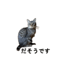オシキャット「むぎ」その2（個別スタンプ：13）