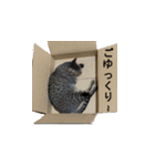 オシキャット「むぎ」その2（個別スタンプ：17）