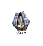 オシキャット「むぎ」その2（個別スタンプ：22）