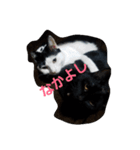 二匹ねこ（個別スタンプ：1）
