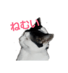 二匹ねこ（個別スタンプ：2）