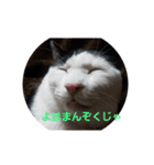 二匹ねこ（個別スタンプ：3）