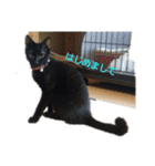 二匹ねこ（個別スタンプ：5）