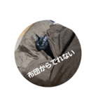 二匹ねこ（個別スタンプ：8）