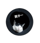 二匹ねこ（個別スタンプ：9）