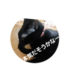 二匹ねこ（個別スタンプ：11）