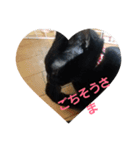 二匹ねこ（個別スタンプ：15）