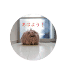 家族のLINEに使える実写版けだまスタンプ（個別スタンプ：4）