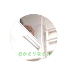 家族のLINEに使える実写版けだまスタンプ（個別スタンプ：13）