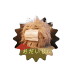 家族のLINEに使える実写版けだまスタンプ（個別スタンプ：24）