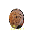 家族のLINEに使える実写版けだまスタンプ（個別スタンプ：38）