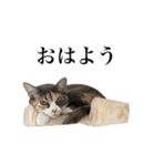 リアル猫ミュウとミロの日常スタンプ（個別スタンプ：5）