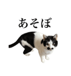 リアル猫ミュウとミロの日常スタンプ（個別スタンプ：9）
