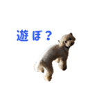 モモ ＆ ルーシー（個別スタンプ：4）