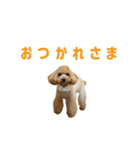 モモ ＆ ルーシー（個別スタンプ：20）