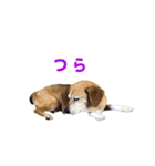 モモ ＆ ルーシー（個別スタンプ：24）