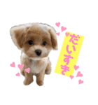 パピたんスタンプ♡（個別スタンプ：3）
